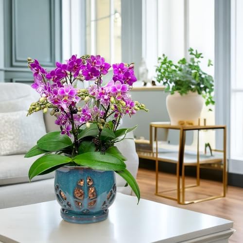 W&W Orchid Pot with Holes and Saucer for Repotting, Teal, 6.5" - Image 7