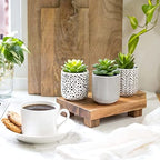 Kurrajong Farmhouse Artificial Succulents in pots | Set of 3 Black and White pots with Faux Succulents | Faux Plants Indoor | Fake Plants for Desk Decor | 4.75" high - Image 3