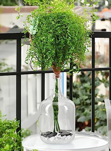 Serene Spaces Living Small Bottle Glass Terrarium with Cork, Indoor Mini Garden, Candle Holder, Floral Vase, Succulent Plant Terrarium House for Plant - Image 4