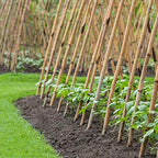 Cambaverd Bamboo Stakes 7 Feet, 15 Pack Bamboo Poles for Tall Plants - Image 5