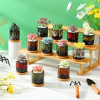 12 Pcs Succulent Pots 2.5 Inch Mini Ceramic Succulent Garden Flower Pots Planters with Drainage and Bamboo Tray for Indoor Garden Plants Planters Colorful Flower Pot(Cylindrical,2.3 Inch H) - Image 4