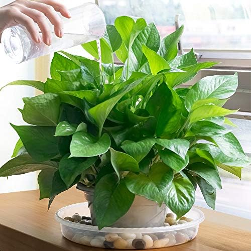 MUDEELA 6 Pack of 15 inch Plant Saucer, Durable Plastic Plant Trays for Indoors, Clear Plastic Flower Plant Pot Saucer, Made of Thicker, Stronger Plastic, with Taller Design - Image 6