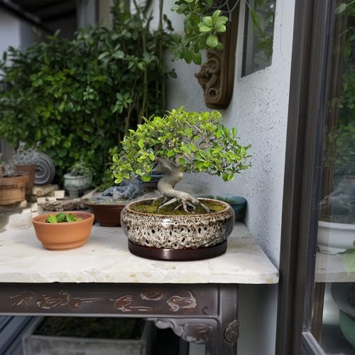 Bonsai Pots - 8 Inch Ceramic Pots for Plants with Drainage Hole and Saucer, Round Succulent Pot, Bonsai Planters Indoor Outdoor, Shallow Planter Bowl, Patio Decor, Gardening Gift, White - Image 3