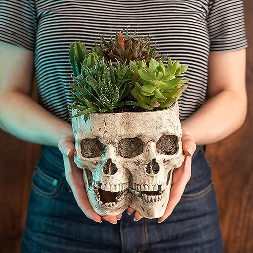 Kobi & Knight Skull Planter Pot for Indoor Plants - Skull Flower Pot in Gift Box - Gothic Planter Pot for Succulents, Brain Cactus Plants - Double Skull Planters for Halloween, Goth Home Decor - Image 3