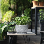 SQOWL 8 inch Plant Pot - Ceramic Planter with Drainage Hole and Saucer, Round Flower Pot for Indoor Plants, Decorative Planter Outdoor, Patio Balcony Decor, House Warming Gifts, Black and White - Image 5