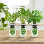 Hydroponic Herb Growing Kit Set, Self-Watering Mason Jar Herb Garden Starter Kit Indoor, Windowsill Herbs Garden, Grow Your Own Herbs from Organic Seeds (Basil, Cilantro and Parsley) - Image 3