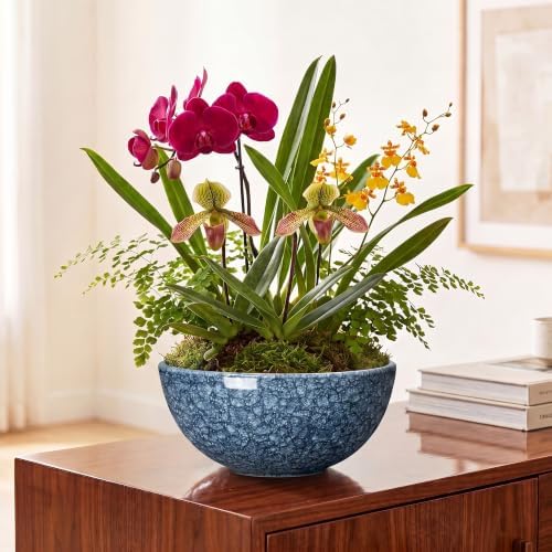 Lotus Bowl, 10 Inch Ceramic Succulent Pots, Bonsai Pots, Scale Blue - Image 4