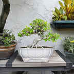 11 Inch Bonsai Pots - Ceramic Bonsai Planters for Indoor Outdoor Plants, Succulent Pots with Drainage Hole, Shallow Planter, Decorative Flower Pot, Home Decor, House Warming Gifts, Oval Grey - Image 3