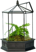 H Potter Six-Sided Glass Terrarium Wardian Case Succulent Planter by HPotter