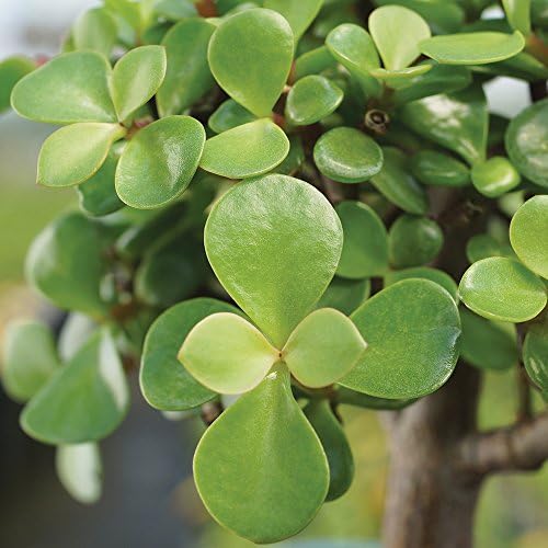 Brussel's Bonsai - Medium Jade Live Bonsai Tree, Potted Indoor Plant - Image 5