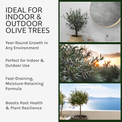 GARDENWISE Organic Olive Tree Potting Mix – Fast-Draining, Nutrient-Rich Soil for Indoor & Outdoor Olive Trees – Mediterranean Plant Care – Long-Lasting Formula (5 QUARTS) - Image 7