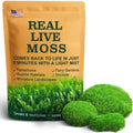 Live Moss – Leucobryum Moss (2 Sheets, Each Approx. 3.5"x7") for Terrariums, Bonsai, Potted Plants & Natural Moss Art – Cushion-Style Texture, Naturally Grown, Reusable, Not Artificial by LUCKYRUNES