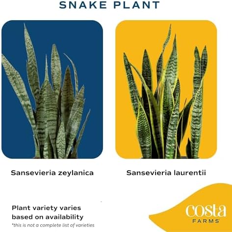 Costa Farms Snake Plant, Live Indoor Plant, Air Purifying, Low Light, Easy - Image 3