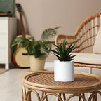 D'vine Dev 6-Pack White Plastic Planters with Saucers, 5 in, 74-Z-G-3 - Image 6