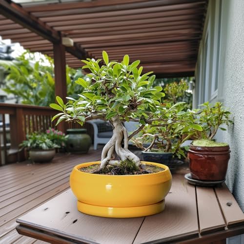 Ceramic Bonsai Pots - 13 Inch Large Succulent Pots with Drainage Hole and Saucer, Bonsai Planter for Indoor Outdoor, Round Shallow Bowl Planter, Garden House Decor, Plant Lover Gifts, Yellow - Image 3