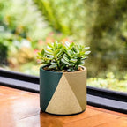 D'vine Dev 2-Pack Cachepot with Clear Pot, 4.5 in, Desert Forest, 93-V-B-1 - Image 6