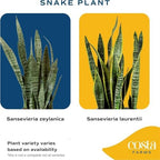 Costa Farms Snake Plant, Live Indoor Plant, Air Purifying, Low Light, Easy - Image 3