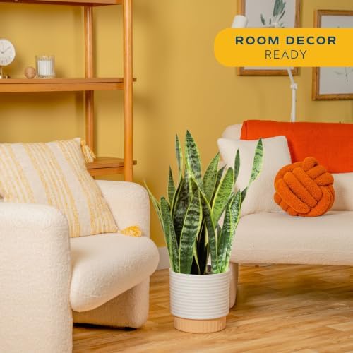 Costa Farms Snake Plant, Live Indoor Plant, Air Purifying, Easy Low Light - Image 2