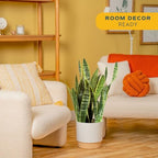 Costa Farms Snake Plant, Live Indoor Plant, Air Purifying, Easy Low Light - Image 2