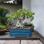 Bonsai Tree Pot - 13.7 Inch Large Ceramic Succulent Planter for Indoor Outdoor, Rectangle Plant Pot with Drainage Hole, Decorative Flower Pots, Home Decor, Gifts for Plant Lovers, Retro Blue - Image 3