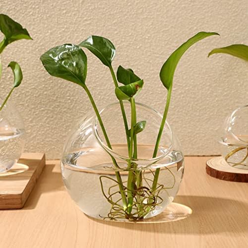 INOOMP 3 Pcs Glass Terrariums for Plants,Plant Terrarium Display Glass Tabletop Succulent Air Plant Planter Globe Microlandschaft House - Image 6