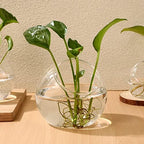 INOOMP 3 Pcs Glass Terrariums for Plants,Plant Terrarium Display Glass Tabletop Succulent Air Plant Planter Globe Microlandschaft House - Image 6
