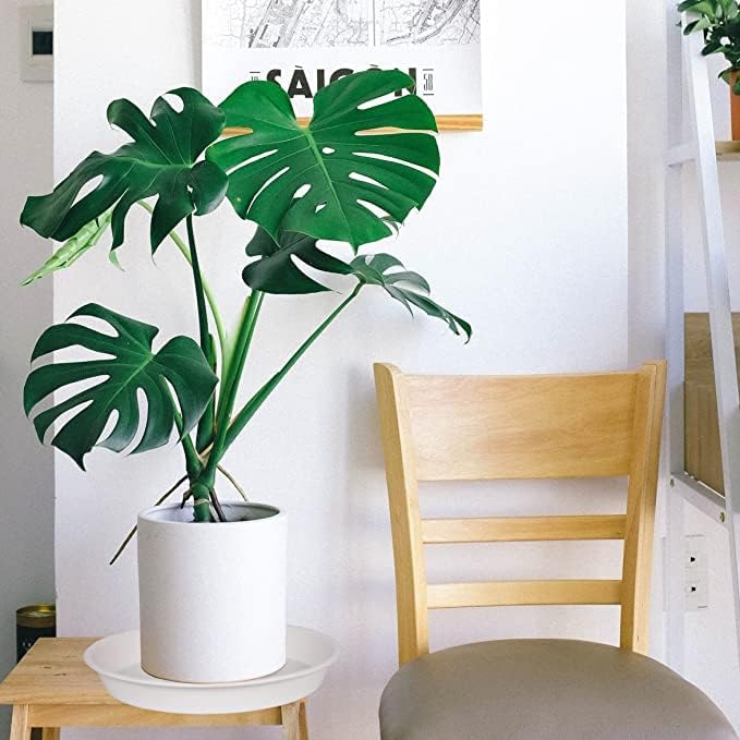 4 Pack of 14 inch Plant Saucers, Plant Saucer 14" Round, Plastic Plant Tray for Flower Pots, White Planters for Indoor Plants, Plant Trays for Planter 12-15" (14", Creamy White) - Image 4