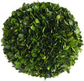 Real Boxwood Decorative Ball Large 10 inches Great for Wedding Home Decoration, Vase Bowl Filler Realistic Full Green Plant, Indoor Decor(Boxwood) by BOXWOODWORLD