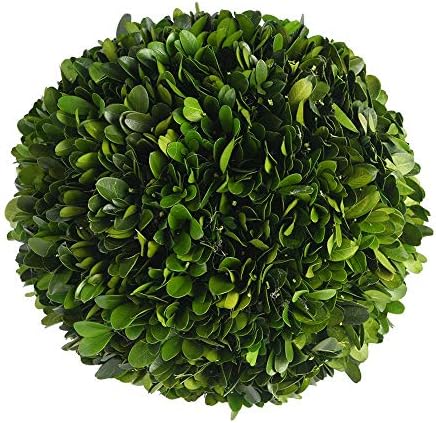 Real Boxwood Decorative Ball Large 10 inches Great for Wedding Home Decoration, Vase Bowl Filler Realistic Full Green Plant, Indoor Decor(Boxwood) by BOXWOODWORLD