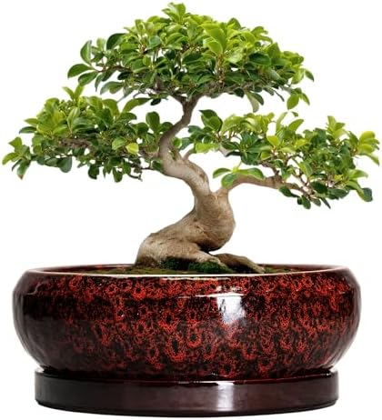 Bonsai Pots with Drainage Hole - 13 Inch Ceramic Succulent Pots, Large Succulent Planter with Saucer, Shallow Planter Indoor Outdoor, Round Planter Bowl, Apartment Decor, Garden Gifts, Red by EPFamily