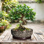 Succulent Pots, 10 Inch Ceramic Bonsai Tree Pots, White Leopard - Image 7