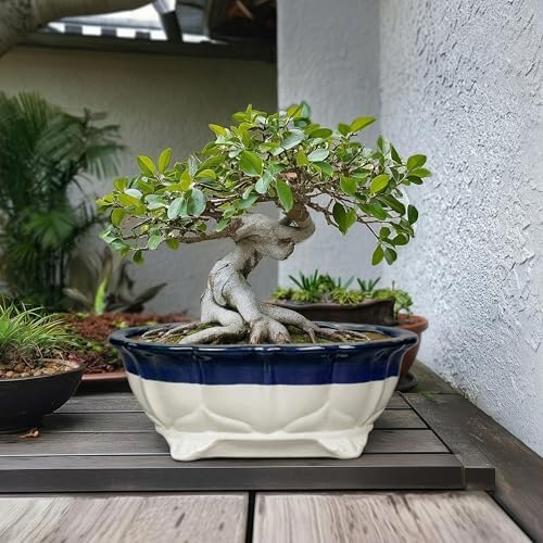 Ceramic Bonsai Tree Pots - 13.2 Inch Succulent Pots with Drainage Hole, Large Succulent Planters for Indoor Outdoor Plants, Shallow Bonsai Planter, House Decor, Gardening Gift, Oval Beige-Blue - Image 3