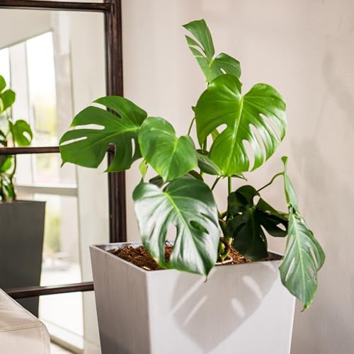XBrand Modern 30-Inch Tall Square Planter, Modern Tapered Perfect for Indoor & Outdoor, Patio Décor, Set of 2, Gray - Image 3