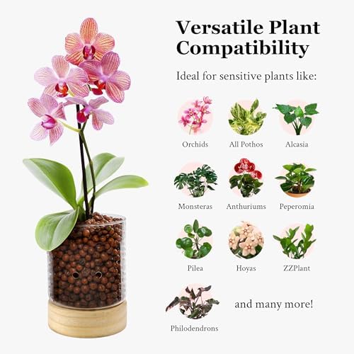 Pot & Pebble C3 Glass Orchid Pot, Wood Base - LECA Semi-Hydroponic Planter - Image 5