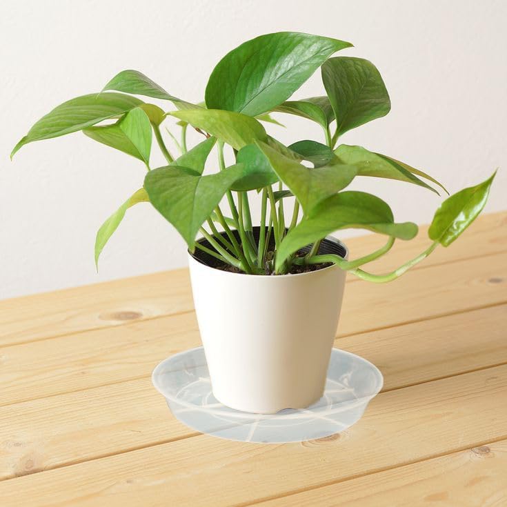 6 Pack Plant Saucer Drip Tray 16 inch, Potting Trays for Plants, Heavy Sturdy Plastic Planter Flower Pot Saucers for Indoor Outdoor Garden, Plant Water Drip Trays for pots (16", Clear) - Image 5