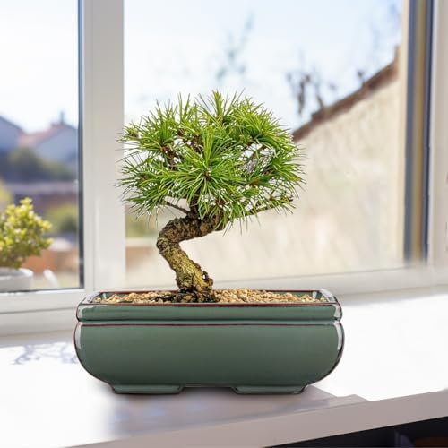 Set of 2 Large Bonsai Pots with with Drainage Hole, 8.7" Green Glazed - Image 5