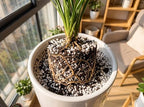 25QT Organic Perlite Horticultural Soil Amendment for Plants and Enhanced Drainage Enhanced - Image 3