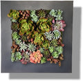 Vandue Modern Home Living Wall Galvanized Steel/Zinc Succulent Planter, Wall Mounted Garden Pocket Planter (16 Pocket, Black Zinc) by Vandue