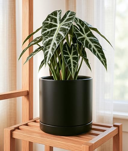 D'vine Dev 2-Pack Ceramic Pots with Saucers, Black, 10 in, 94-V-E-2 - Image 2