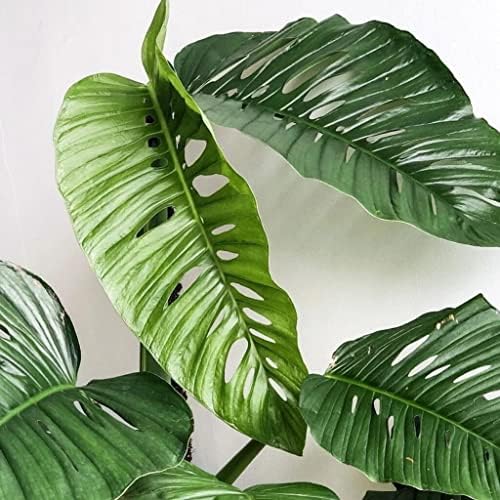 GARDENERA Monstera Lechleriana Schott Planting Mix - Promotes Steady Growth and Healthy Leaves - 10 Quart (2 Bags of 5 Quart) - Image 5
