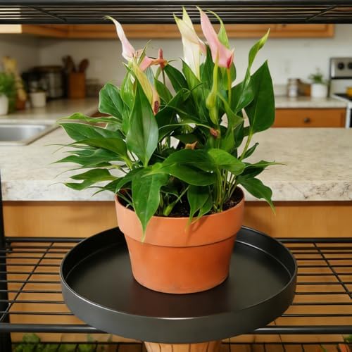 1 Pack 16 inch Plant Saucer Drip Tray, Heavy Sturdy Plastic Planter Flower Pot Drainage Tray Plate Saucers for Indoor Outdoor Garden, Plant Water Drip Trays for pots Base (16", Chocolate) - Image 4