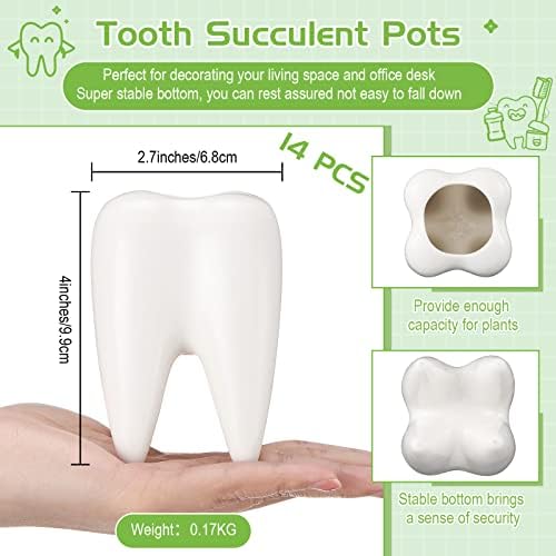 Tooth Shaped Flower Pot Dental Pots Ceramic Modern Style Teeth Pots White Cactus Bonsai Planter Container Small Cute Succulent Plant Pot for Dentists Gift Home Office Decoration, 3.9 Inch (14 Pcs) - Image 2