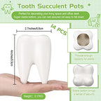 Tooth Shaped Flower Pot Dental Pots Ceramic Modern Style Teeth Pots White Cactus Bonsai Planter Container Small Cute Succulent Plant Pot for Dentists Gift Home Office Decoration, 3.9 Inch (14 Pcs) - Image 2