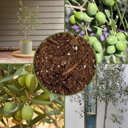 Soil Sunrise Olive Tree Potting Soil Mix (12 Quarts) for Planting, Repotting, and Growing Olive Bushes/Plants - Image 6