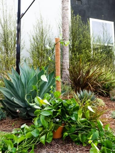 Envelor Coco Moss Poles Plant Support Stakes Coco Plant Stake Pothos Coir Totem Pole Monstera Moss Pole Climbing Plant Support Potted Plant Upward Growth Vine Stackable Coco Sticks, 36 inches, 4 Pack - Image 7