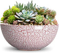 Succulent Pots 12 Inch, Ceramic Bonsai Planter, Texture Red by Unknown