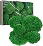 TurelinnG Preserved Moss Decor - Real Forest Moss, Moss for Crafts, Flexible for DIY Crafts, Home, Wall, Terrarium, Art Projects(Dark Green 2 sq.ft) by TurelinnG
