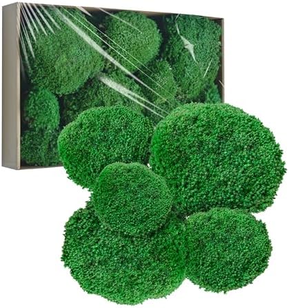 TurelinnG Preserved Moss Decor - Real Forest Moss, Moss for Crafts, Flexible for DIY Crafts, Home, Wall, Terrarium, Art Projects(Dark Green 2 sq.ft) by TurelinnG