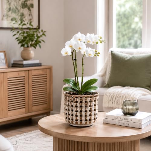 D'vine Dev 6.7 Inch Ceramic Orchid Planter with Lattice Cutout Design, Glazed Cachepot with Clear Nursery Pot & Detachable Saucer for Orchids and Indoor Plants, Stone Taupe, 28-A-Y-7 - Image 6