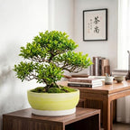 Succulent Pots, 13 Inch Ceramic Bonsai Tree Pots, Brushed Yellow - Image 4